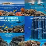 Sharm El Sheikh snorkeling, best snorkeling spots in Egypt, Ras Mohammed snorkeling, Tiran Island snorkeling, Sharm El Sheikh marine life, Red Sea snorkeling tour