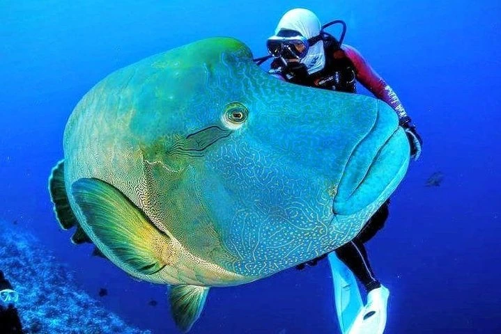 Tiran Island boat trip, Red Sea snorkeling tour